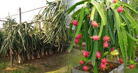 দিনাজপুরে চাষ হচ্ছে বিষমুক্ত বারোমাসি ড্রাগন ফল ড্রাগন চাষ