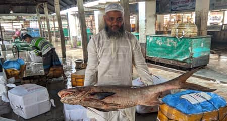 ১৭ কেজির তাইরা মাছের দাম যত টাকা তাইরা মাছ
