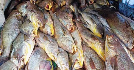 এক জালে ১৫৯ পোপা মাছ, দাম হাঁকছেন ২ কোটি