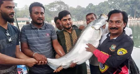 বড়শিতে ধরা পড়লো ১৫ কেজির বিশাল বড় চিতল বড়শি