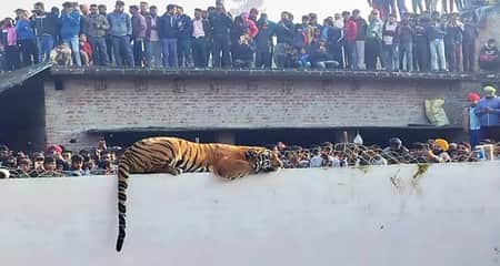 বাড়ির দেয়ালে ঘুমাচ্ছে বাঘ, হাজারো মানুষের ভীর বাঘের ঘুম