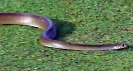 মাঠে সাপ
