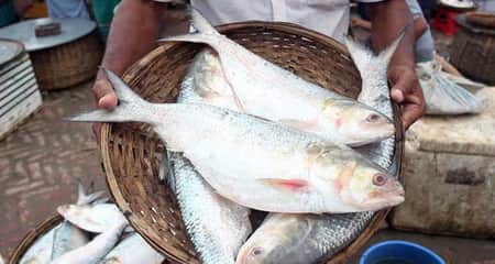 এবার রেকর্ড পরিমাণ ডিম ছেড়েছে মা ইলিশ মা ইলিশ