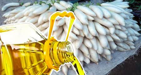 ৮ মণ মুলা বিক্রি করে মিলছে ১ লিটার তেল মুলা