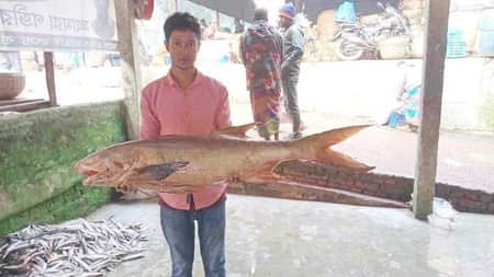 ১৮ কেজি ওজনের লাক্ষা মাছ ৮১ হাজারে বিক্রি