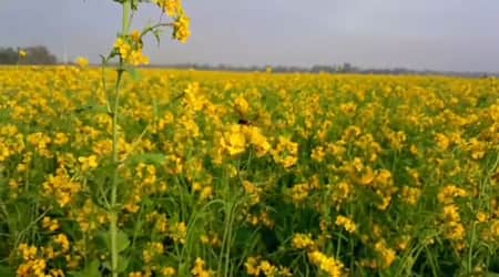 শ্রীপুরে সরিষার ফলনে হাসছে কৃষক শ্রীপুরে সরিষার ফলনে হাসছে কৃষক