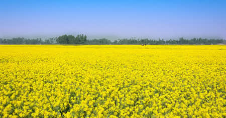 বগুড়ায় সরিষা ফুলের সমারোহ সরিষা ফুল