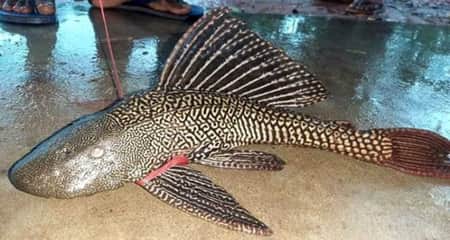 সাকার ফিশ খুলে দিতে পারে সম্ভাবনার নতুন দুয়ার সাকার ফিশ