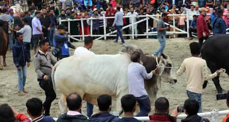 বগুড়ায় ব্যতিক্রমী র্যাম্প শো, মডেল হয়ে হেঁটেছে সুসজ্জিত গরু সুসজ্জিত গরু