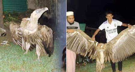 হিমালয়ান গ্রিফন শকুন