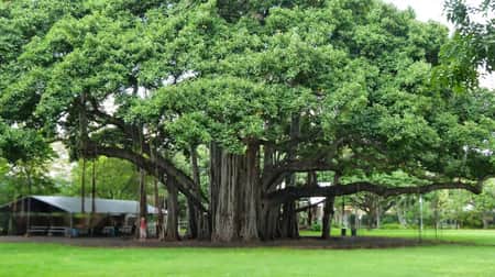 রাজধানীতে বায়ু শোধনে সবচেয়ে কার্যকর বটগাছ: গবেষণা