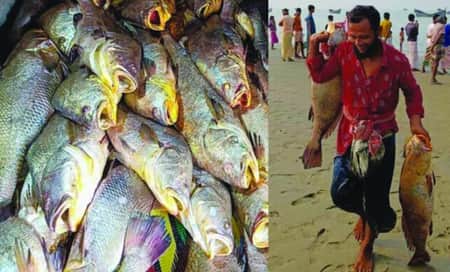 সেই ১৫৯ পোয়া মাছ বিক্রি হলো যত টাকায়