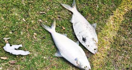 পুকুরে ধরা পড়ল ২টি ইলিশ ইলিশ