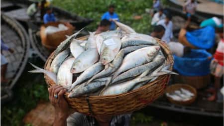 ইলিশ