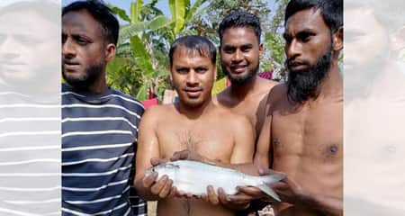 পুকুরে মিলল ২ কেজির ইলিশ ইলিশ