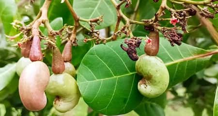 কাজু বাদাম