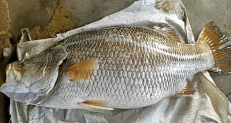 জালে ধরা পড়লো ২০ কেজি ওজনের কোড়াল মাছ, যত টাকায় বিক্রি কোড়াল মাছ
