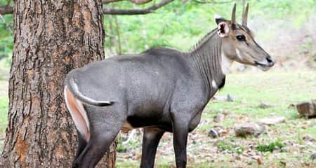 নীলগাই জ.বাই করে মাংস ভাগাভাগি করে নিলেন এলাকাবাসী নীলগাই