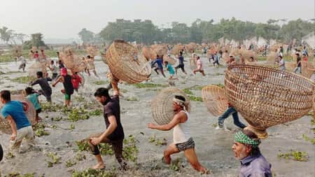 পলো বাওয়া উৎসব