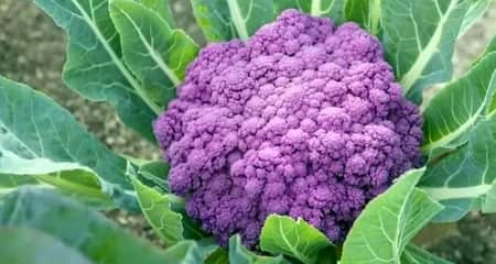 বেগুনি ফুলকপি