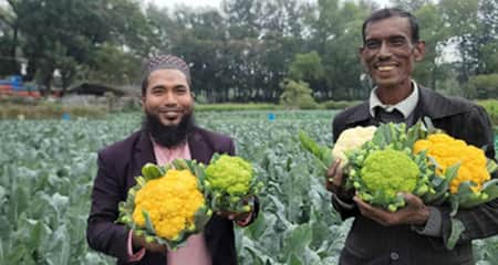 রঙিন ফুলকপি চাষে