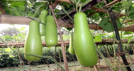 দেশি ও হাইব্রিড জাতের লাউ চাষে লাভবান হচ্ছেন চাষিরা লাউ