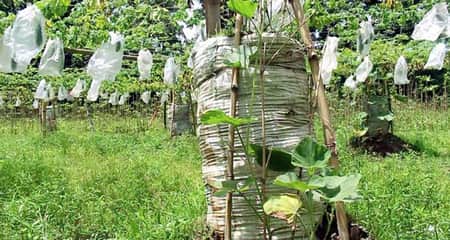 জনপ্রিয় হয়ে উঠছে বস্তা পদ্ধতিতে সবজি চাষ সবজি চাষ