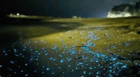 সেন্টমার্টিন সৈকতে নীল রঙের মেলা
