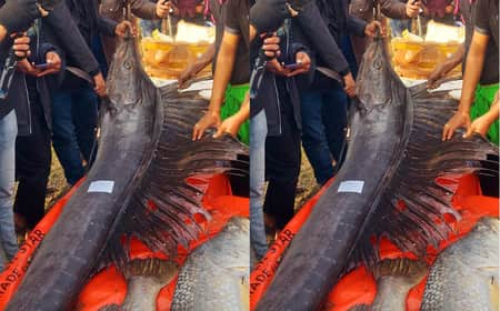 এক পাখি মাছেই হাজার ক্রেতা!