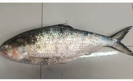 ধরা পড়লো ২ কেজির ইলিশ, বিক্রি হলো যত টাকায়