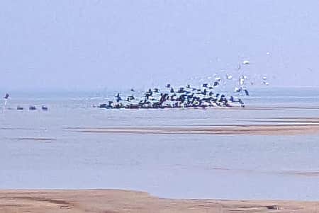 অতিথি পাখি