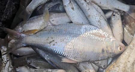 লেকে জাল ফেলতেই উঠে এলো ইলিশ মাছ ইলিশ মাছ