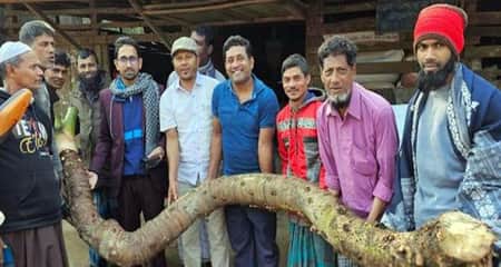 পটুয়াখালীতে এক কচু বিক্রি হলো ২৫০০ টাকায় এক কচু বিক্রি