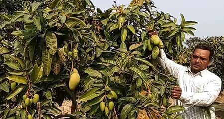 বারোমাসি কাটিমন আম চাষ করে তাক লাগিয়ে দিয়েছেন যুবক কাটিমন জাতের আম