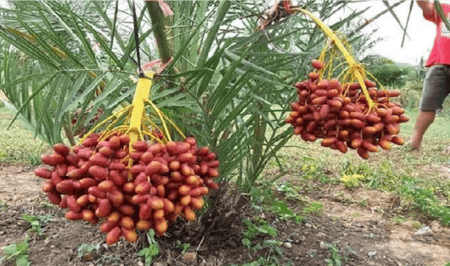 খেজুর চাষ