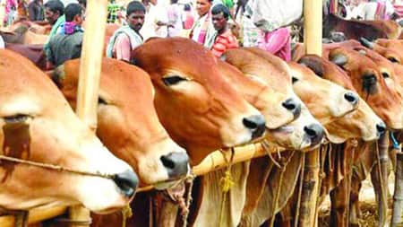 গরু