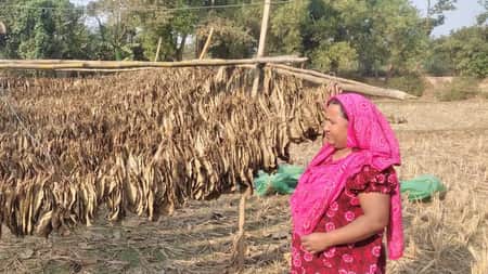 গাদিলাপাতা বেচে চলে তাদের সংসার গাদিলাপাতা বেচে চলে তাদের সংসার
