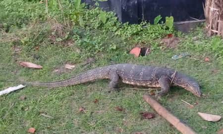 গুই সাপ খাওয়া কি হালাল? গুই সাপ