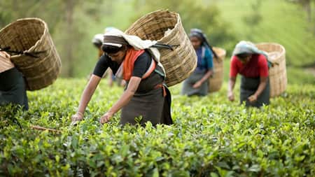 উত্তরাঞ্চল চা উৎপাদনে এবারও দ্বিতীয় চা চাষ