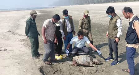 ডিমওয়ালা মৃত কচ্ছপ