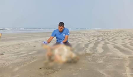 দুই মা কচ্ছপ