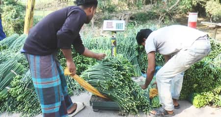 পেঁয়াজের কলি
