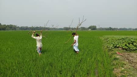 বোরো ধানের পোকা-মাকড় নিধনে কৃষকদের নিয়ে পার্চিং উৎসব বোরো ধানের পোকা-মাকড় নিধনে কৃষকদের নিয়ে পার্চিং উৎসব
