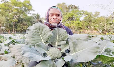 ব্রোকলি চাষ করে লাভবান ফারুক আহমেদ