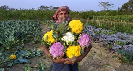 রঙিন কপি চাষে সফল বাবুল রঙিন কপি