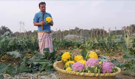 রঙিন ফুলকপি চাষে সফল আসলাম