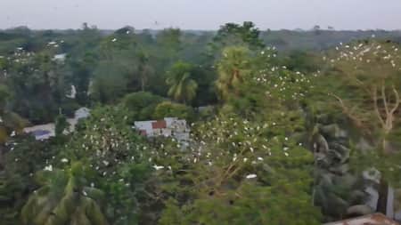 রহস্যময় পাখি