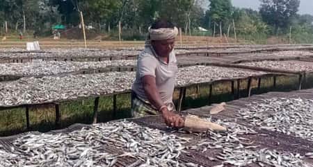 নড়াইলের পুঁটি মাছের শুঁটকি যাচ্ছে বিদেশে শুঁটকির ব্যবসা