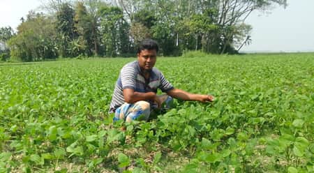 সয়াবিন চাষে আগ্রহ বাড়ছে বরিশালের কৃষকদের সয়াবিন চাষ