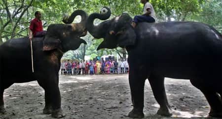 বাংলাদেশে যেসব কারণে হাতির লাইসেন্স বন্ধ করে দিলো আদালত